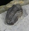 Uniquely Colored Eifel Gerastos Trilobite - Germany #27431-1